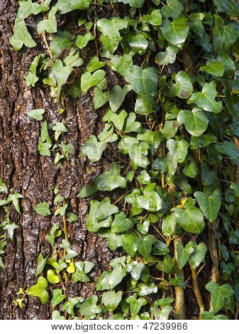 Creeper In A Tree