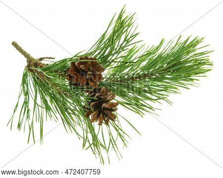 Cones On A Branch Isolated On White. Spruce Branch With Cones. Young Pine Cone On A Green Tree Branc