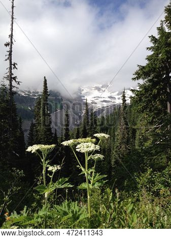 Cow Parsnip Wildflowers In Mount Rainier National Park