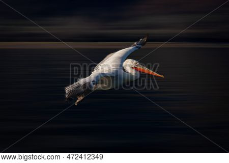 Slow Pan Of Dalmatian Pelican Crossing Lake