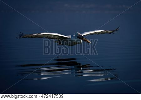 Dalmatian Pelican Crosses Lake Mirrored In Water