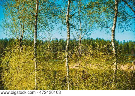 Birch Trees That Standing In Water During Spring Flood Floodwaters. Reflection Of Trees Woods In Wat