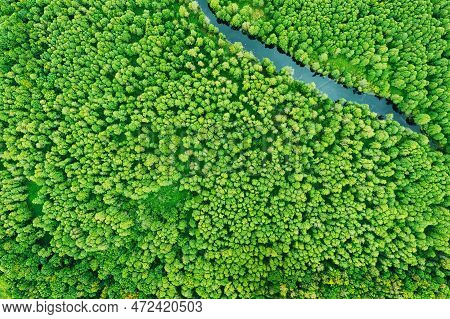 Green Forest Greenery Vegetaion And River, Flat View Aerial. Green Forest And River Landscape In Top