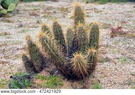 Hedge Hog Cactus In The Spring Arizona Desert