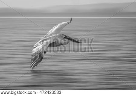 Mono Slow Pan Of Pelican Crossing Lagoon