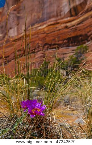 Fleur de Cactus sauvage