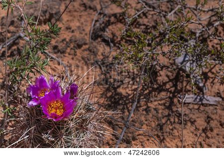 Fleur de Cactus sauvage