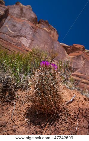 Fleur de Cactus sauvage