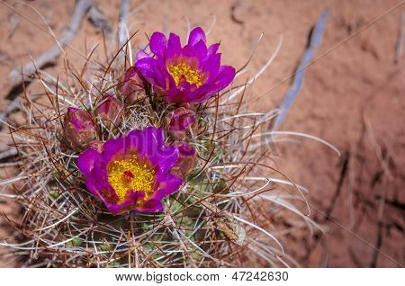 Fleur de Cactus sauvage