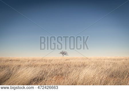 A Lone Tree In A Dry Grass Field Against A Clear Blue Sky On A Sunny Day.