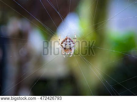 Tailed Orb-weaver Spider, Eriovixia Sp, Araneidae Family, Aranaea Order