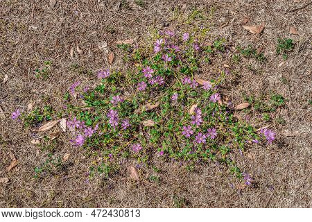Decumbent Malva Sylvestris Bush With Bright Mauve-purple Flowers In A Wasteland In Budva, Montenegro