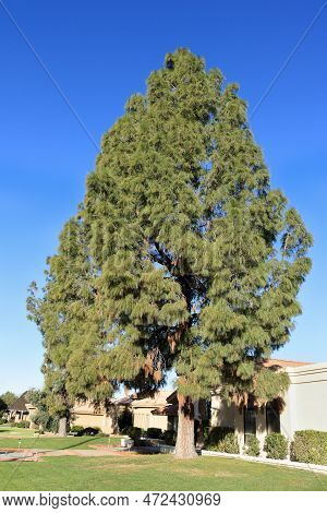 Huge Tall Afgan Pine Tree Reaching Into Cloudless Arizona Sky In A Residential Community Of Southews
