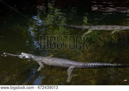 An Indian Gharial Floating In Water Enjoying Afternoon Sun