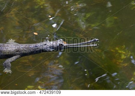 An Indian Gharial Floating In Water Enjoying Afternoon Sun