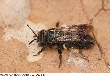Closeup On A Female Of The Rare Black Mining Bee, Andrena Pilipes On A Dried Leaf