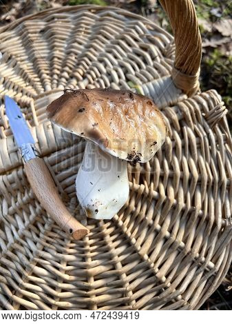 A Freshly Picked Boletus Edulis On Top Of A Wicker Basket Next To A Knife With The Wooden Hilt Out O