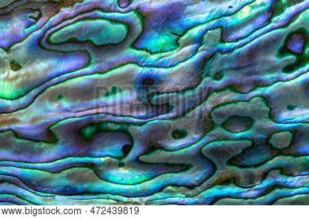 Closeup Texture Of Unique And Original Shell From The Pacific Ocean Surrounding New Zealand