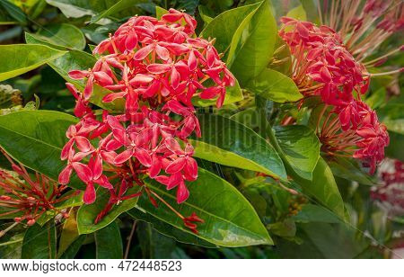 Red West Indian Jasmine Flowers Blooms (needle Flower) With Green Leaves Background In The Garden. O