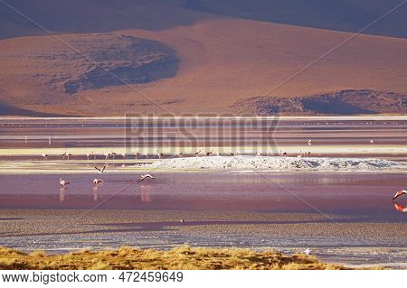Incredible Panoramic View Of Laguna Colorada Or The Red Lagoon With Flock Of Flamingos Grazing, Boli