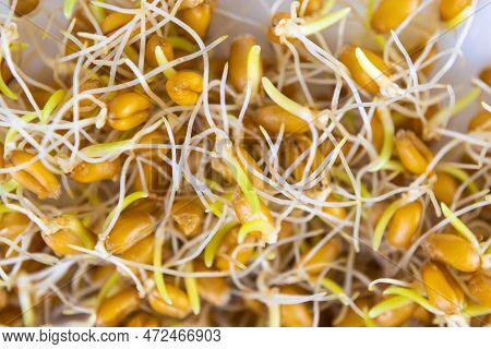 Sprouted Grains Of Wheat With Small Roots And Sprouts Close-up On A White Background. Concept Of Hea