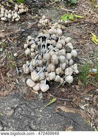 Close-up Of Brittlestems Mushrooms With Selective Focus On Foreground. Coprinaceae
