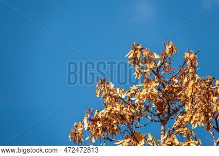 Bright Yellow Leaves And Winged Seeds Of Autumn Maple Tree, In The Light Of Sunset. Dry Autumnal Lea
