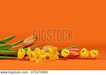 Small Decorative Easter Chicken, Daffodil And Tulip Spring Flowers On Orange Background With Copy Sp