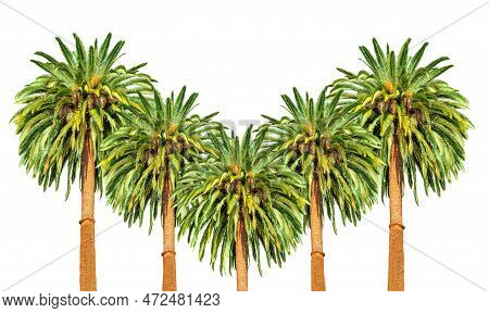 A Group Of Exotic Palm Trees With Lush Green Leaves, Rising Up In The Shape Of A Letter V Against A 