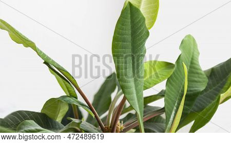 Large Smooth Green Leaf Of Rubber Fig, Ficus Benjamina, Ficus Elastica, Ficus Microcarpa