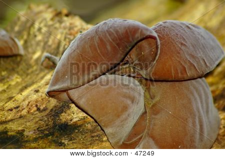 Champignon