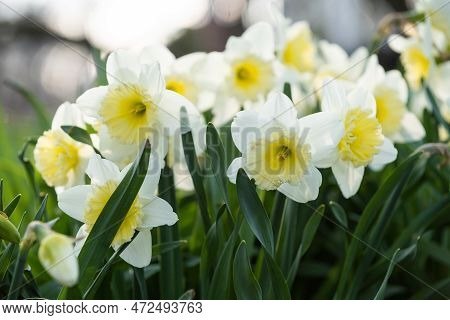 Narcissus Flowers Close Up. Floral Spring Background. Blooming Daffodils In The Field. White Flowers