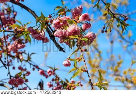 Branch Of Prunus Triloba (louiseania Ulmifolia) Blossoms. Spring Twig Of Almond Trilobate With Beaut
