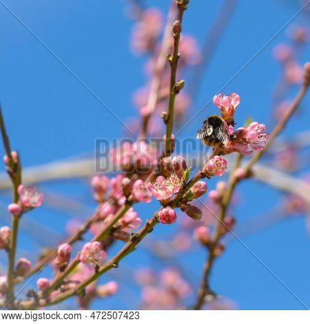 Bumblebee On A Branch With Pink Flowers Against A Blue Sky