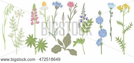 Set Of Field Flowers, Vector Drawing Wild Plants At White Background, Floral Elements, Hand Drawn Bo