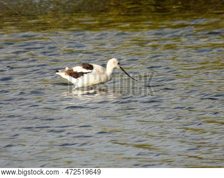 American Avocet In The Merritt Island Wildlife Refuge In Florida
