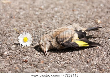 Dead Bird