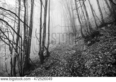 2022 10 23 Durlo Forest And Fog 1