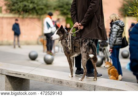 Dog Owner Walking His Pet Dog On The Street Of Lecco Town. Picturesque Waterfront Of Lecco Located O