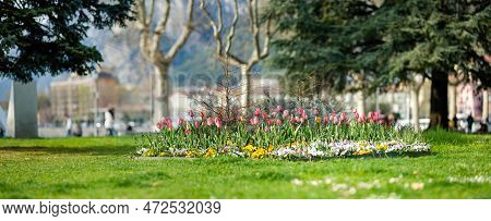 Colourful Tulips Blossoming In City Park Of Lecco Town On Spring Day. Picturesque Waterfront Of Lecc