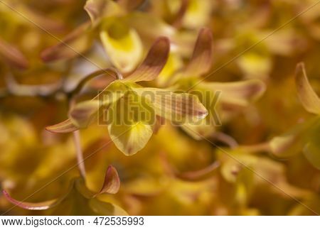 Natural Background Of Dendrobium Friedericksianum Orchids With Pinkish-yellow Petals And Blooming In