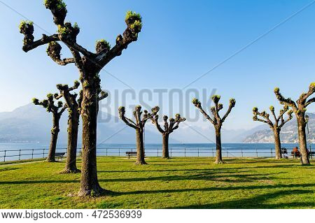 Pollarded Plane Trees In Parchetto Della Punta City Park Of Bellagio, Picturesque Town On The Shore 