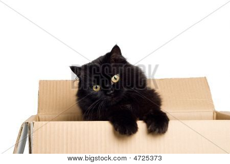 Gatto nero nella casella isolato