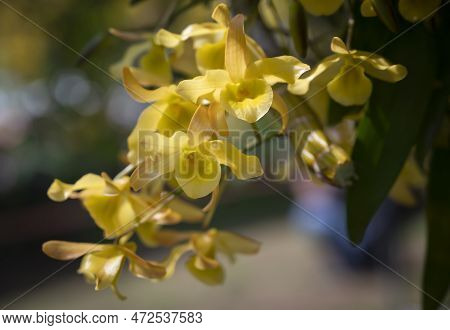 Close-up Of Dendrobium Friedericksianum Orchids Bouquet With Yellow Petals Hanging In The Garden Wit