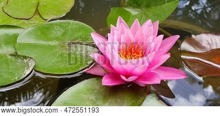Beautiful Pink Lotus Blooming With Green Leaves On Water At Garden Park With Copy Space. Beauty Of N