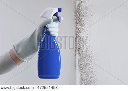 Hand With Glove And Spray Bottle Isolated On Wall With Mold. Eliminate Mold With Specialized Anti-mo
