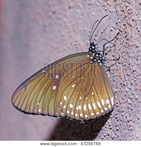 Lange eingebrannten blaue Krähe Schmetterling