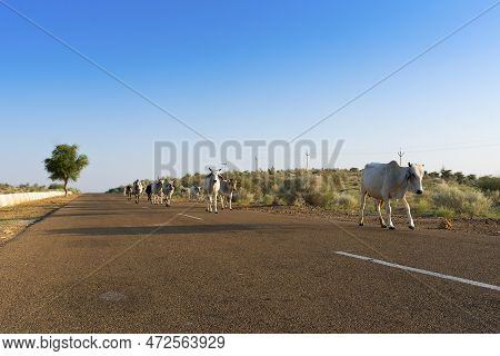 Cows Walking Through High Road Or National High Way Passing Through The Desert. Distant Horizon, Hot