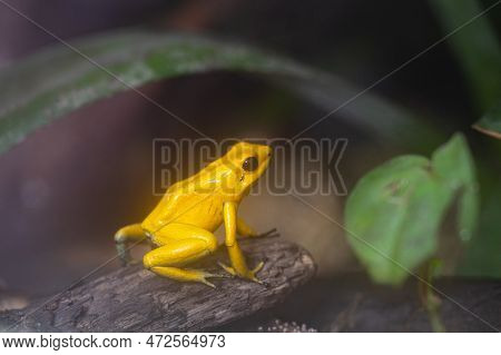 Close-up Image Of Golden Dart Frog (phyllobates Terribilis)