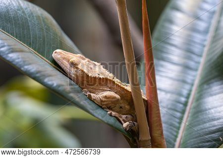 Close-up Image Of Eyelash Gecko (correlophus Ciliatus)